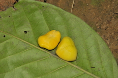 Aglaia simplicifolia